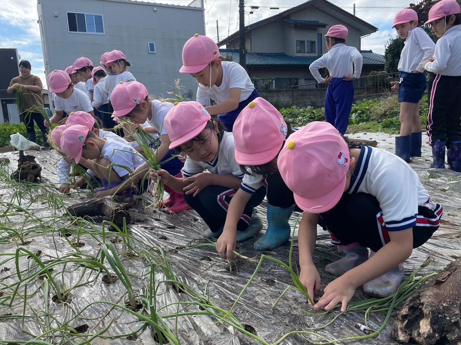 10月下旬に玉葱苗植えをしました。